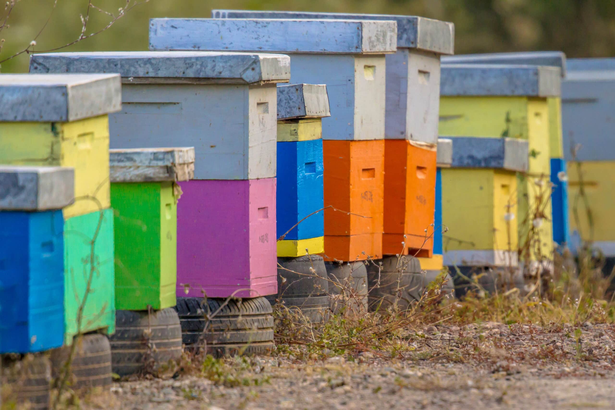 Colorful bee hives in a row on old car tires