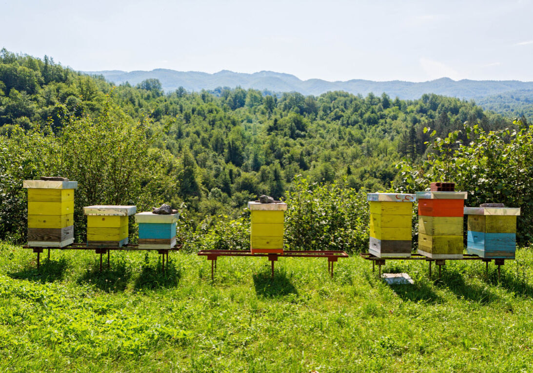 Wooden beehives in the forests of Montenegro