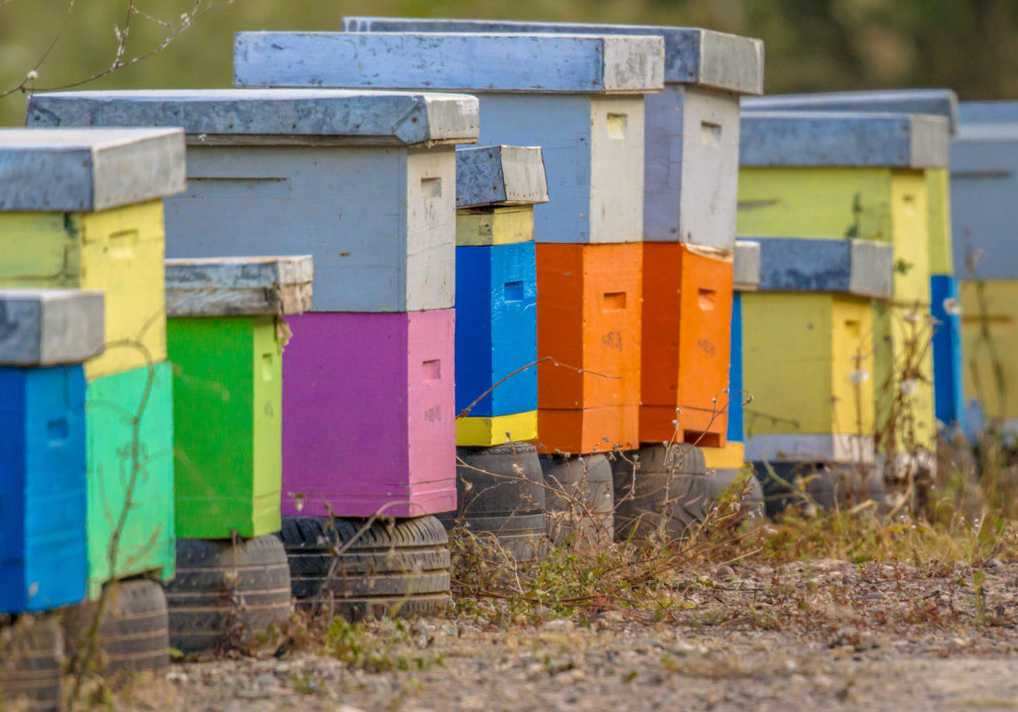 Colorful bee hives in a row on old car tires